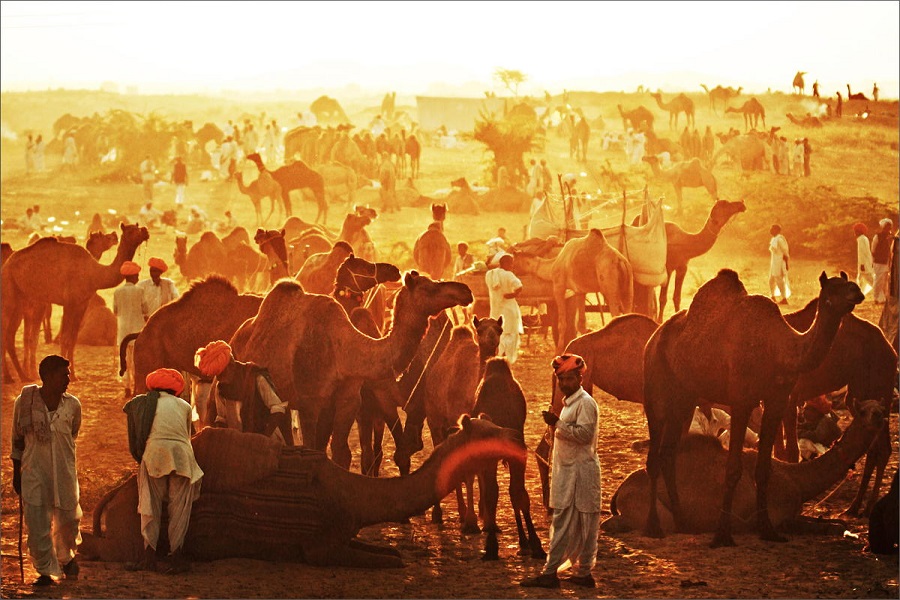 Pushkar Camel Fair 2026