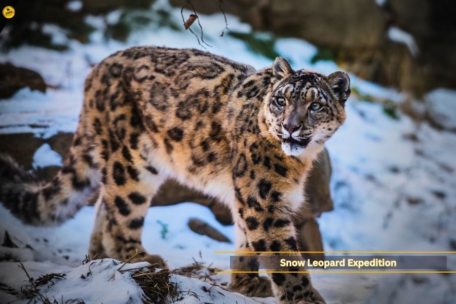Snow Leopard Expedition Tour in Ladakh