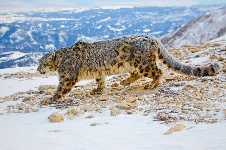 Snow Leopard Expedition Tour in Ladakh