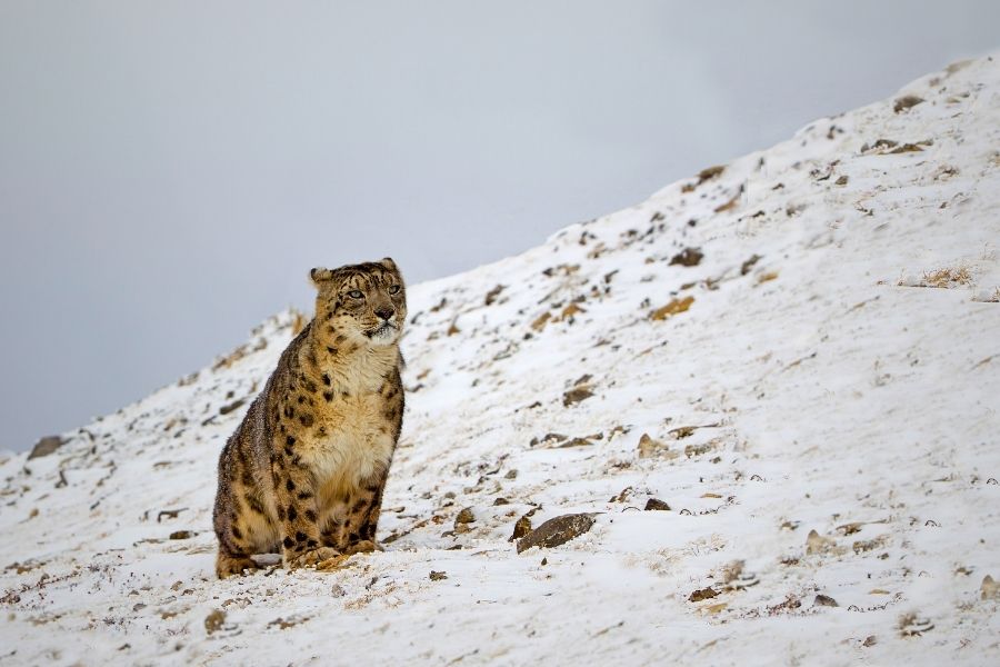 Snow Leopard Expedition Tour in Ladakh