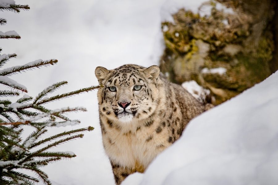 Snow Leopard Expedition Tour in Ladakh