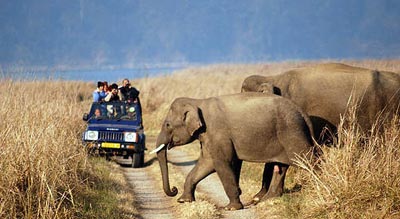 Wildlife Tour Packages In India